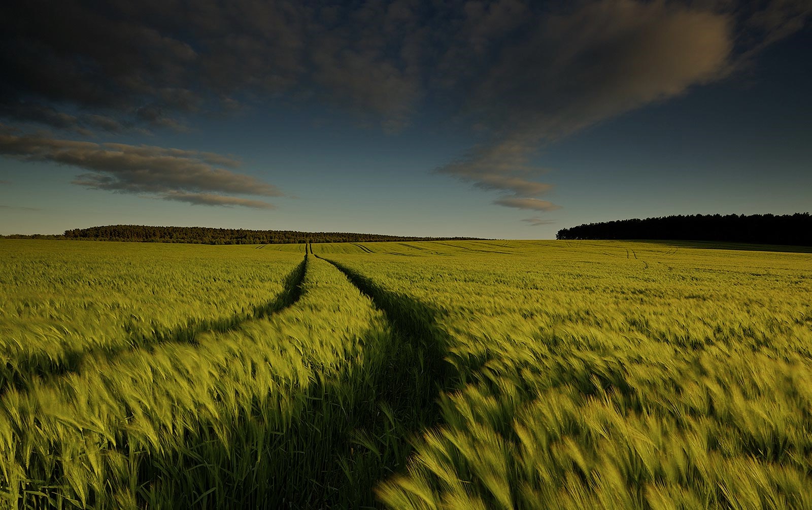 Ein grünes Weizenfeld erstreckt sich unter einem blauen Himmel mit Wolken. Zwei Spuren führen in das Feld hinein.